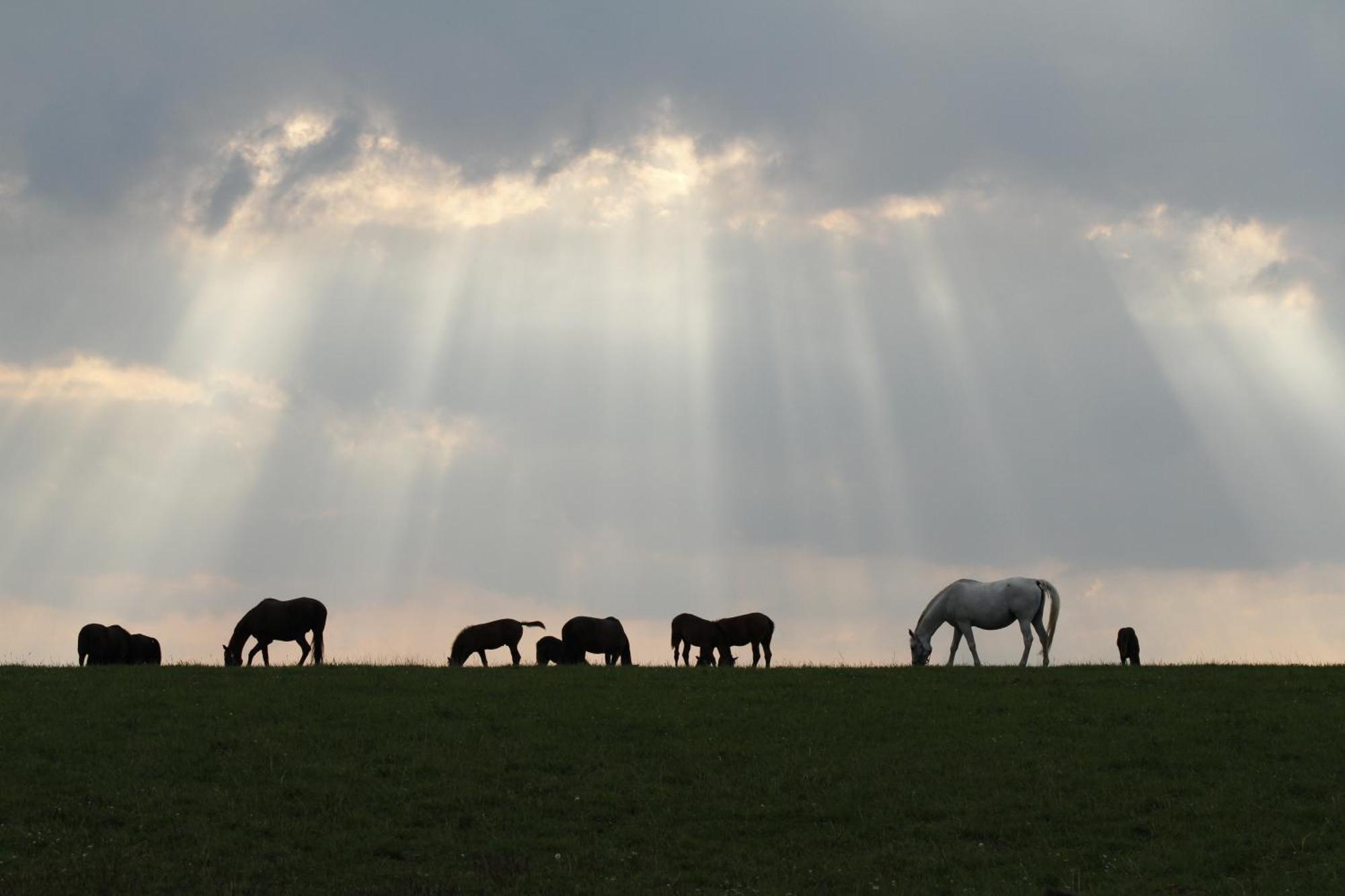 Penzion Jízdárna Suchá Litomyšl Exterior foto